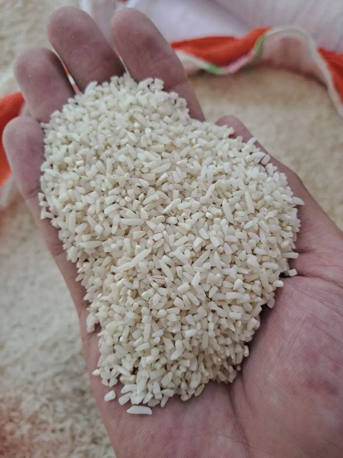 برنج نیمدانه و لاشه ممان میانه|خوردنی و آشامیدنی|زنجان, |دیوار