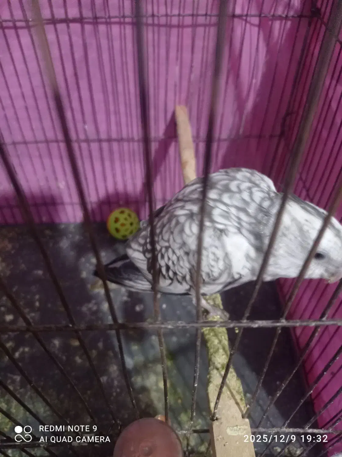 عروس هلندی ایزابلا دستی|پرنده|مشهد, رده|دیوار