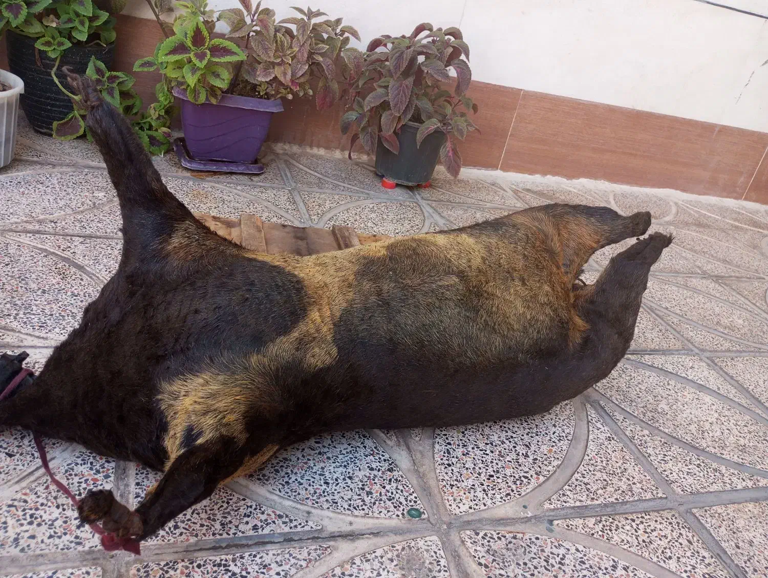 هیزه|کلکسیون و سرگرمی|کوهدشت, |دیوار