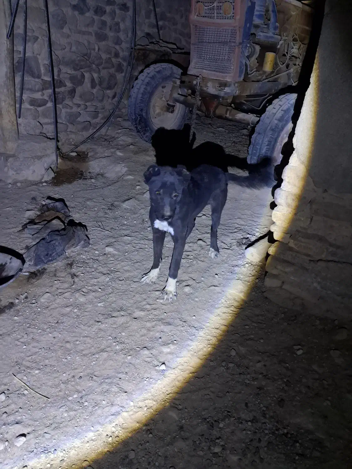 سگ مشکی|سگ|اسفراین, |دیوار