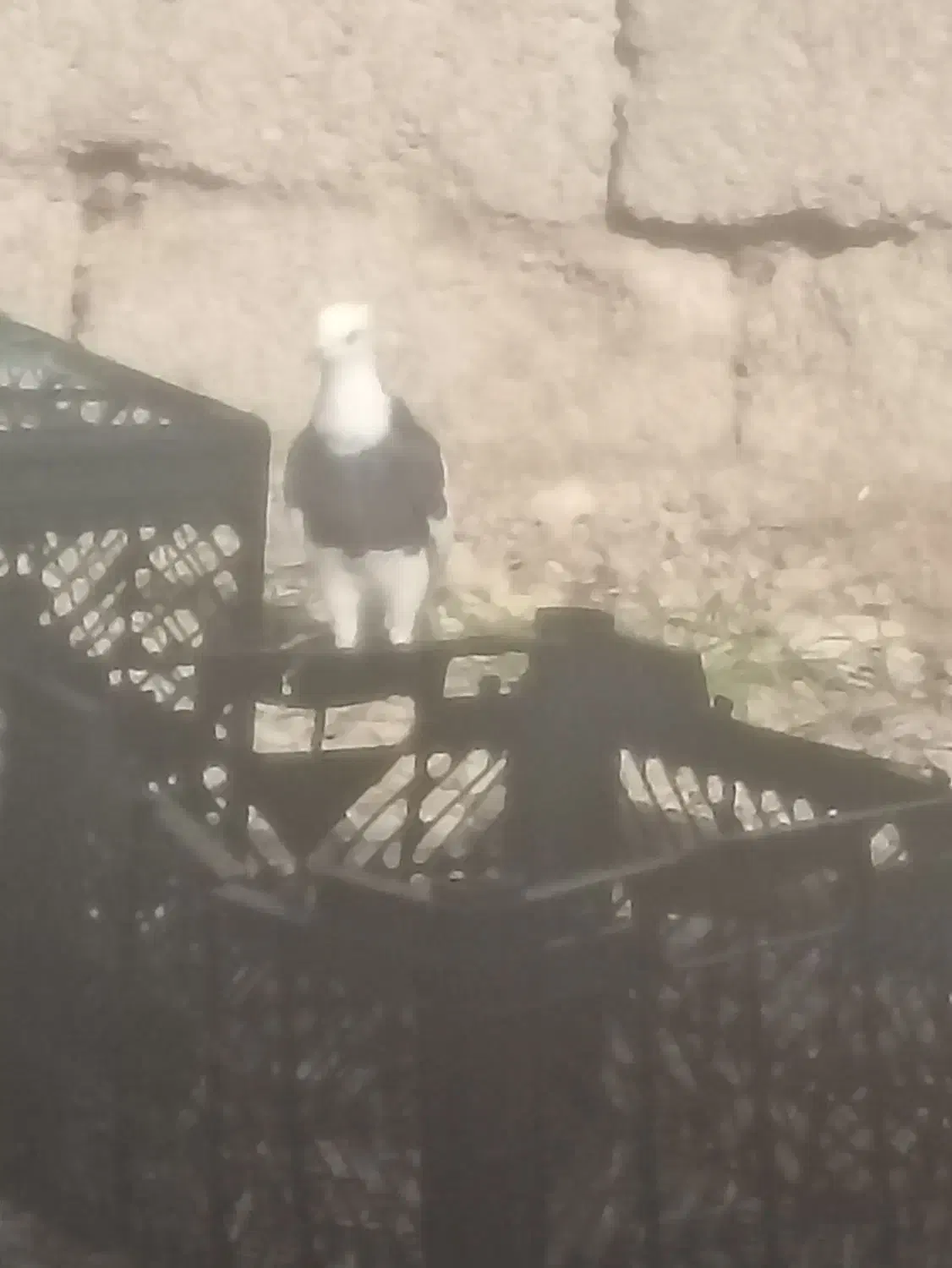 300|پرنده|خفر, |دیوار