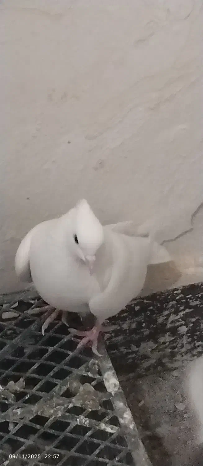 کبوتر|پرنده|زابل, |دیوار