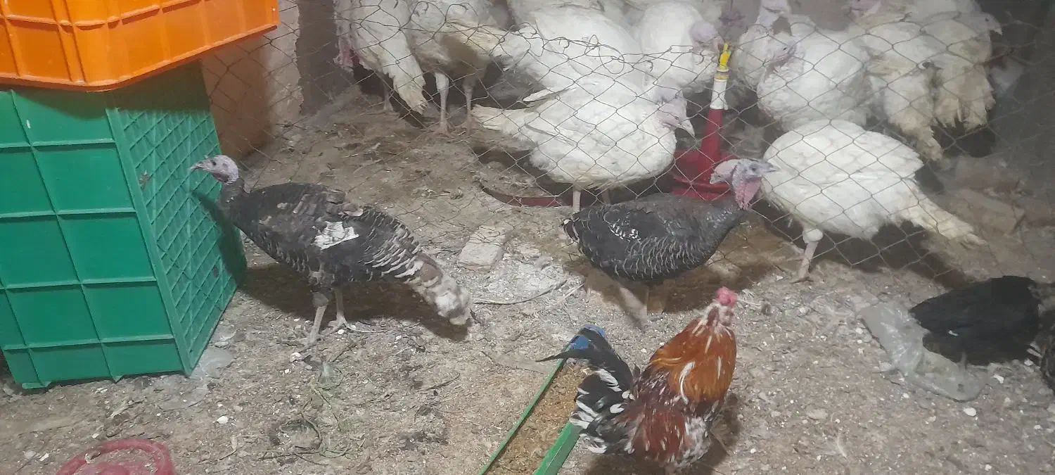 بوقلمون نرو ماده برنز اصیل بومی اردک و بلدرچین|حیوانات مزرعه|قم, سراجه (۱۵ خرداد)|دیوار