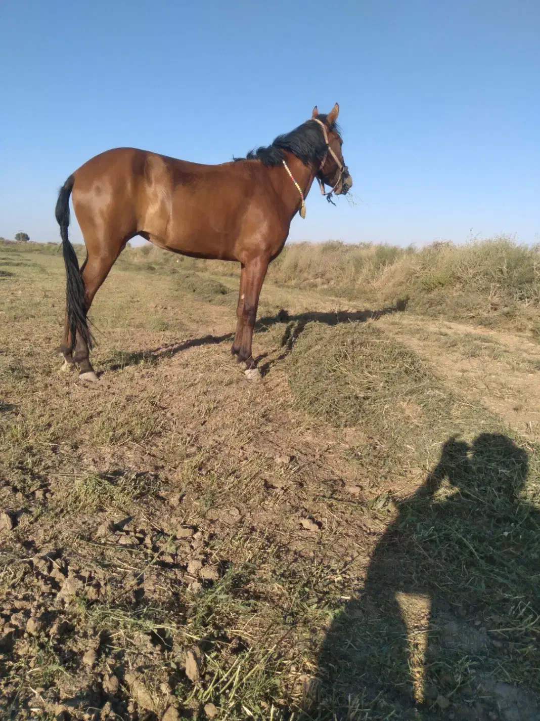 کره اسب یورقه پر را|اسب و تجهیزات اسب‌سواری|گرگان, |دیوار