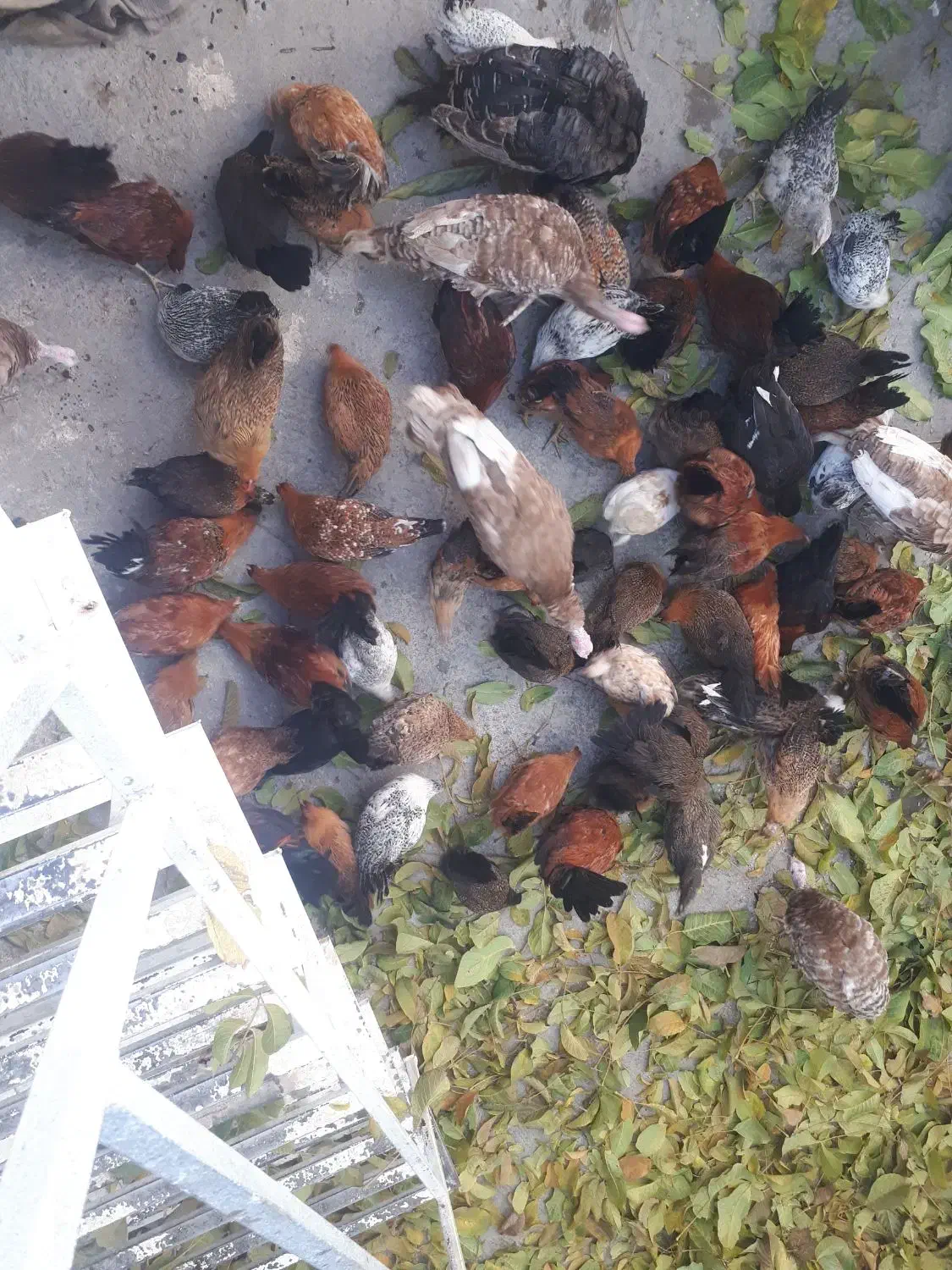 فروش مرغ دو رگه گلین وکردی اصل|حیوانات مزرعه|بلبان آباد, |دیوار