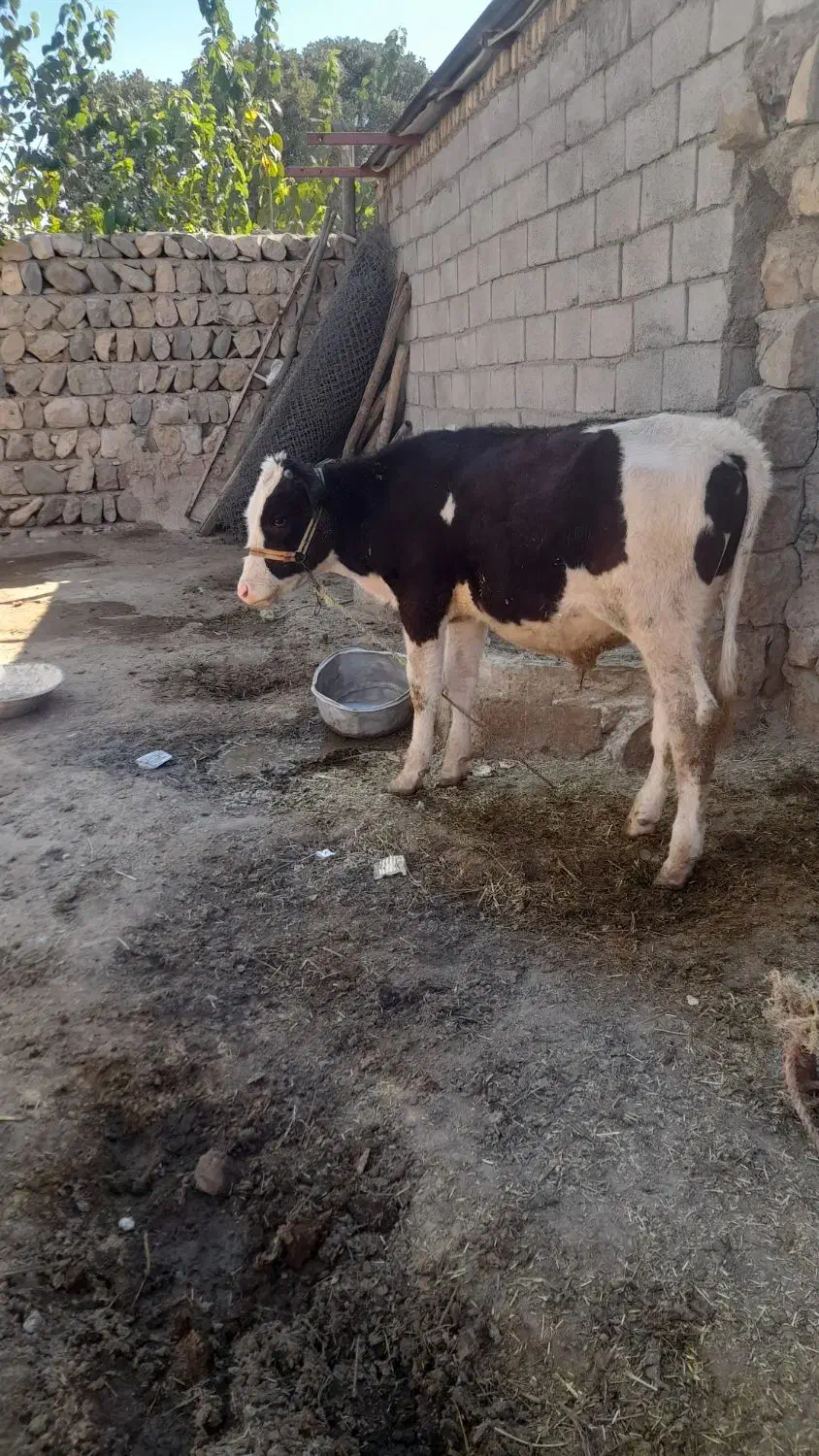 گوساله|حیوانات مزرعه|خرم‌آباد, |دیوار