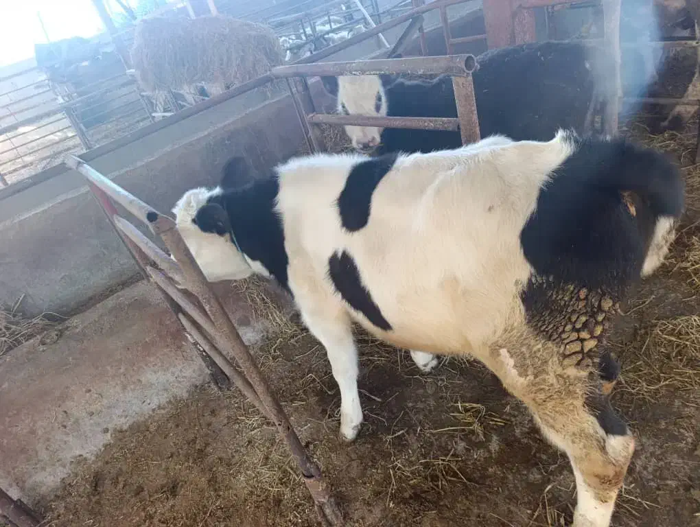 گاو|حیوانات مزرعه|واجارگاه, |دیوار