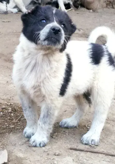 توله سگ الابای نرو ماده زیر فی نگهبان گله ای محافظ|سگ|اصفهان, شهرک کاوه|دیوار