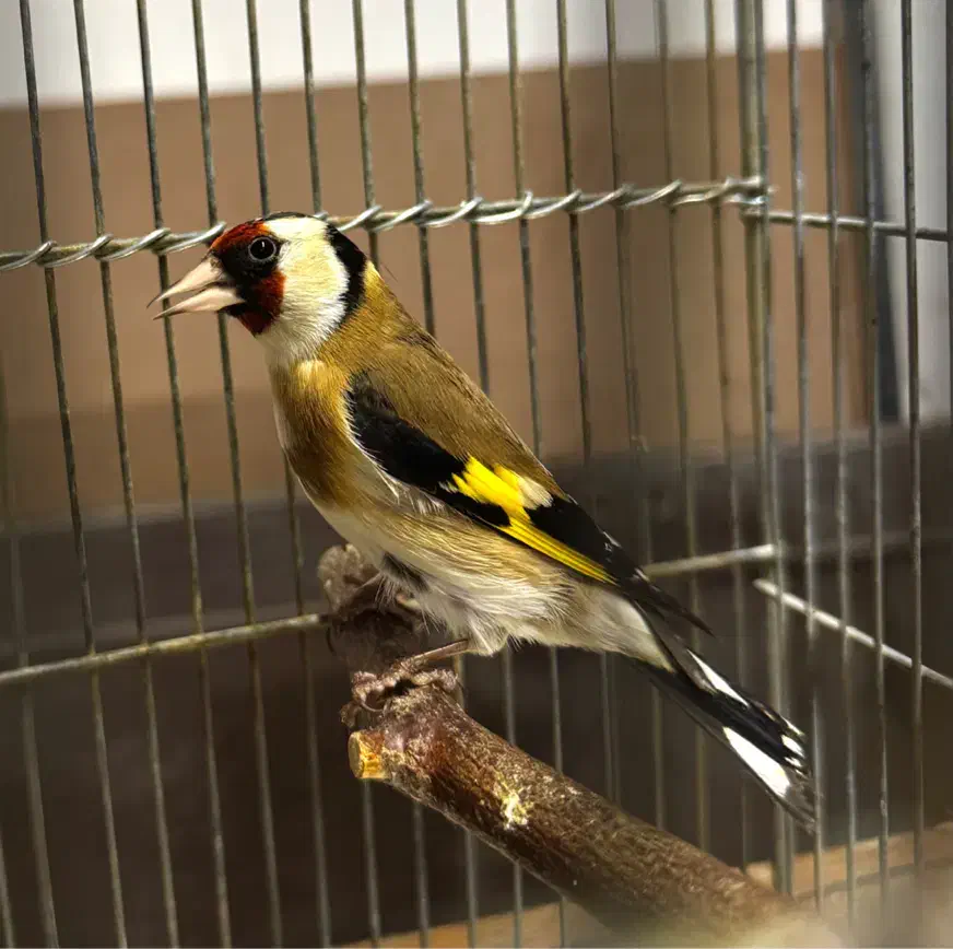 سهره|پرنده|قزوین, |دیوار