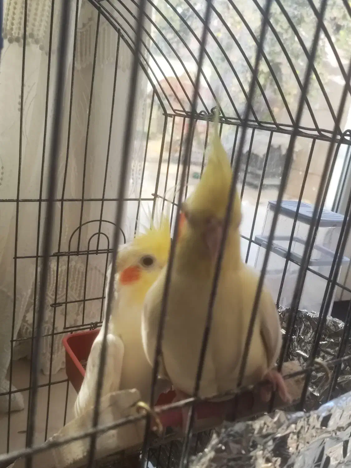 عروس هلندی|پرنده|خمینیشهر, |دیوار