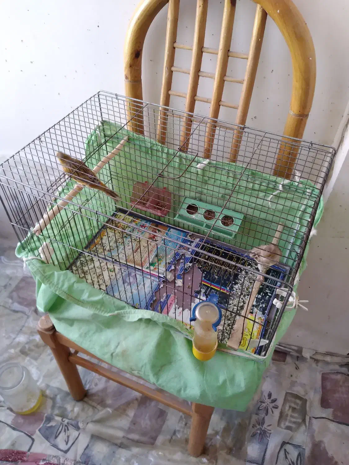 ۲عدد قناری ماده آماده|پرنده|کرج, عظیمیه|دیوار