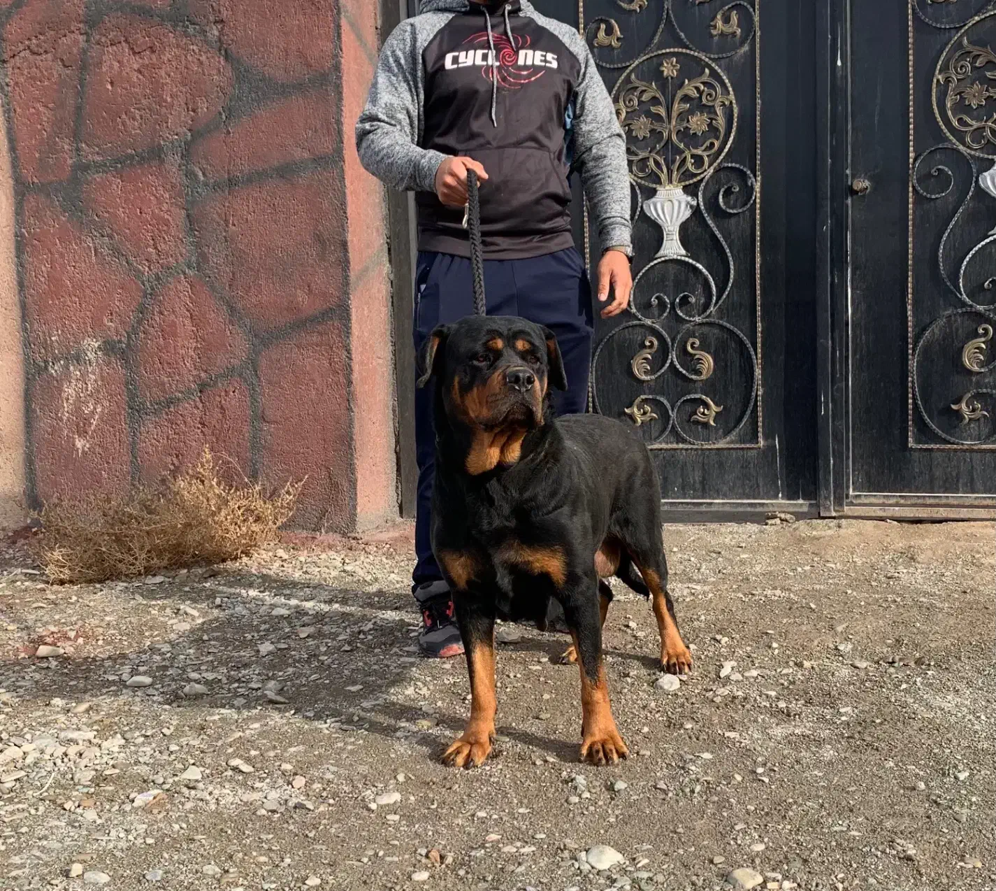 روتوایلر تیپ اروپایی|سگ|تهران, شهرک آتی شهر|دیوار