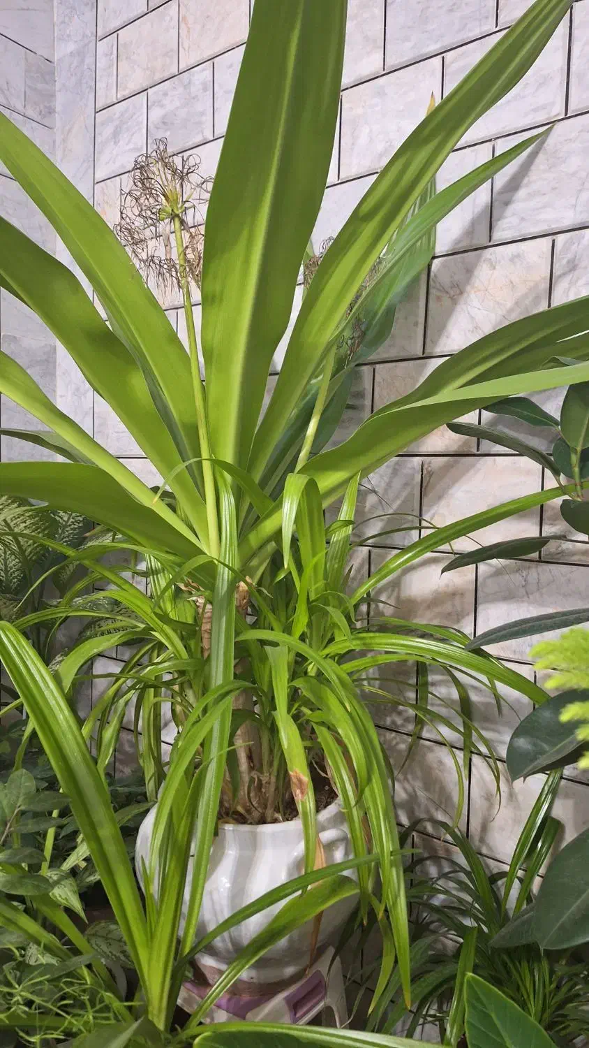 گل وگیاه|گل و گیاه طبیعی|داران, |دیوار