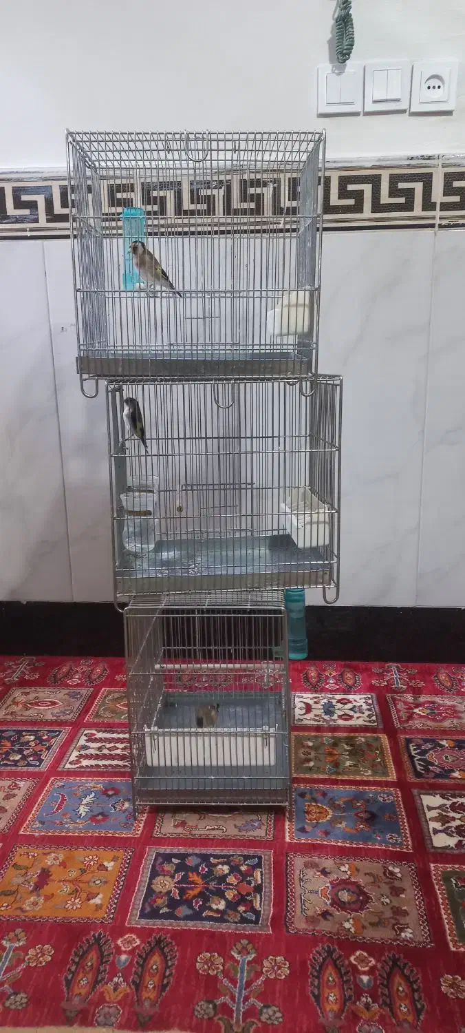 سهره تازه صاف|پرنده|کرج, کوی امامیه|دیوار