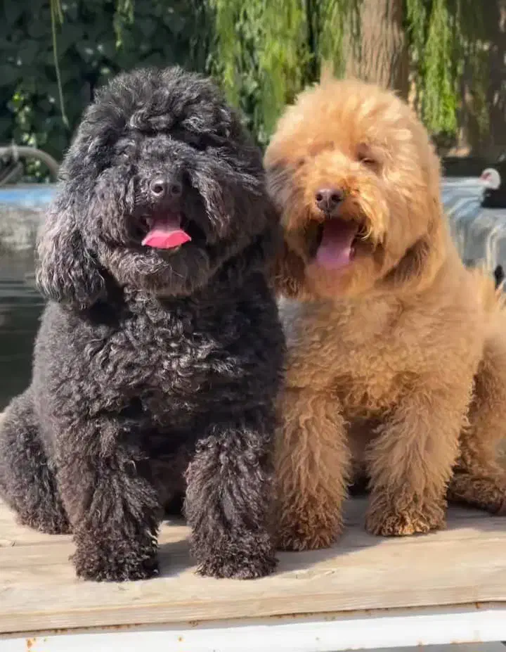 پودل نر|سگ|کرج, خرمدشت|دیوار