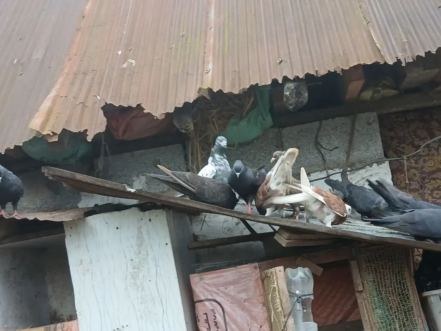 کبوتر|پرنده|لاهیجان, بازکیاگوراب|دیوار