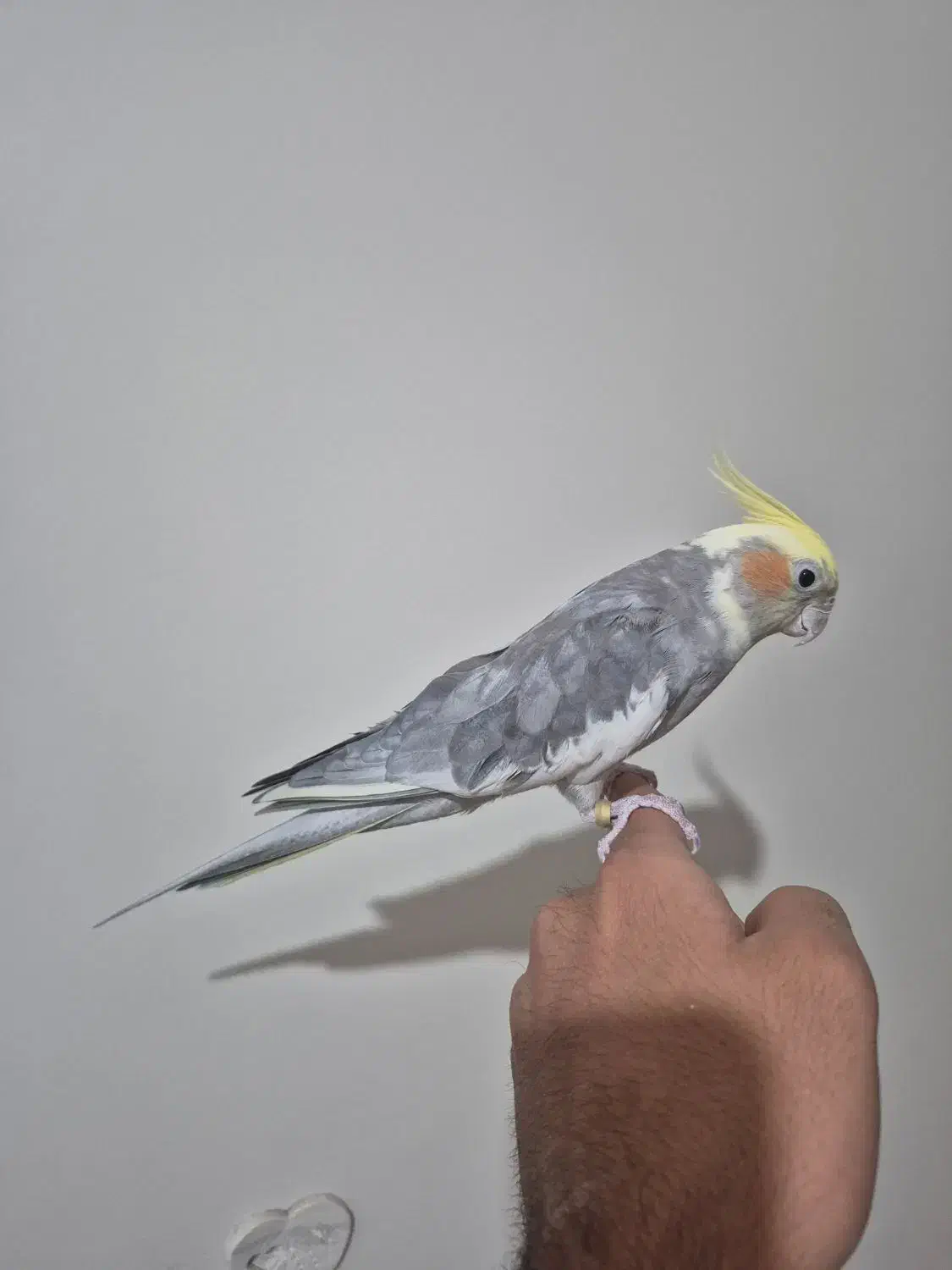 عروس هلندی|پرنده|تهران, والفجر (افسریه)|دیوار