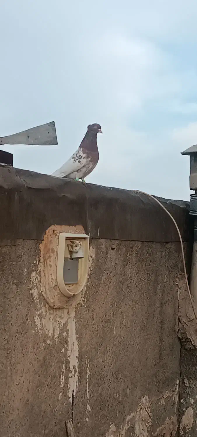 کبوتر|پرنده|مشهد, کوی راد|دیوار