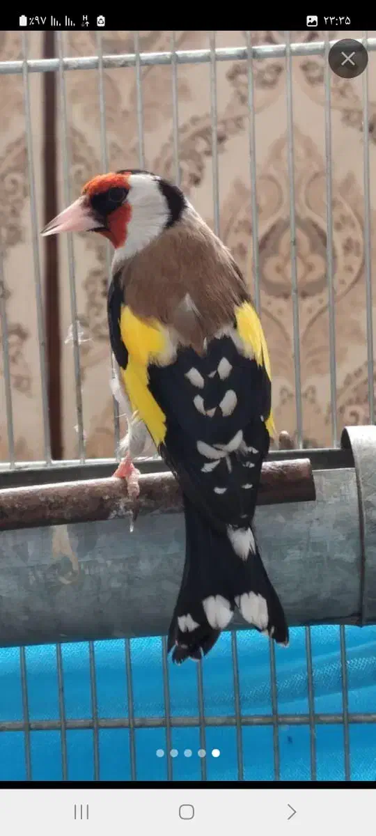 سره های متولد قفس دهن دار|پرنده|ری, شهادت|دیوار