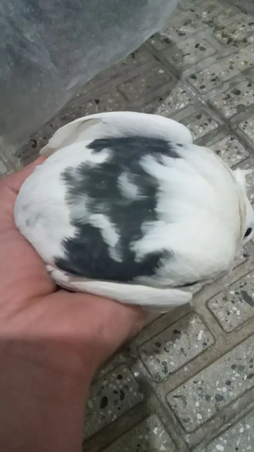 چهارعددکبوتر|پرنده|کامیاران, |دیوار