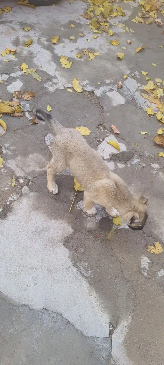 سگ ماده|سگ|هشترود, |دیوار