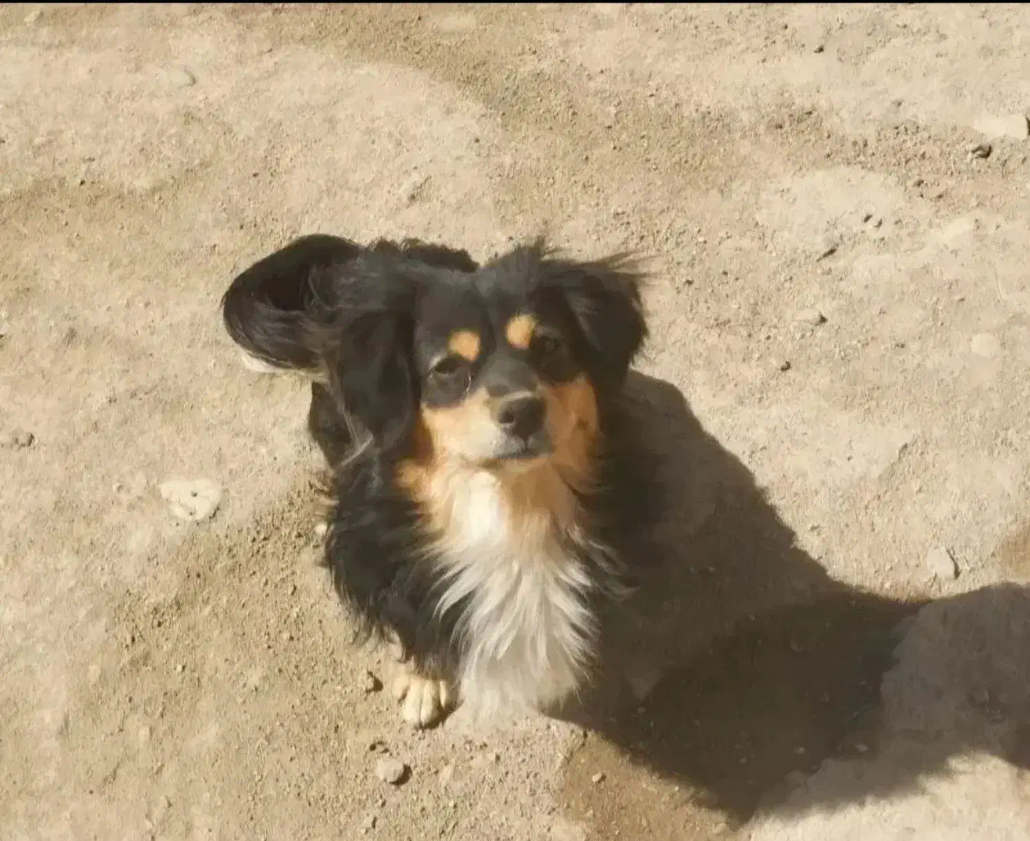 سگ پامر روباهی|سگ|همدان, |دیوار