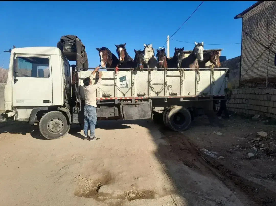 خرید و فروش اسب|اسب و تجهیزات اسبسواری|خرمآباد, |دیوار