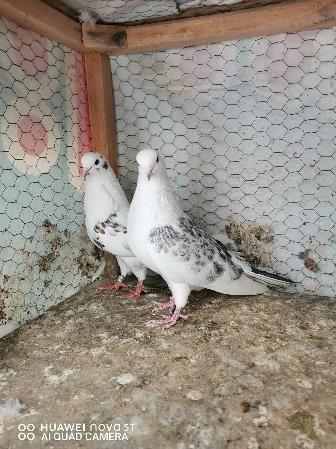 کبوتر تهرونی|پرنده|مشهد, ادیب نیشابوری (شهرک غرب)|دیوار