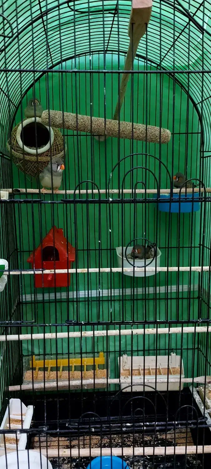 فنج جفت و جوجه زبرا و کینگ|پرنده|تهران, جیحون|دیوار