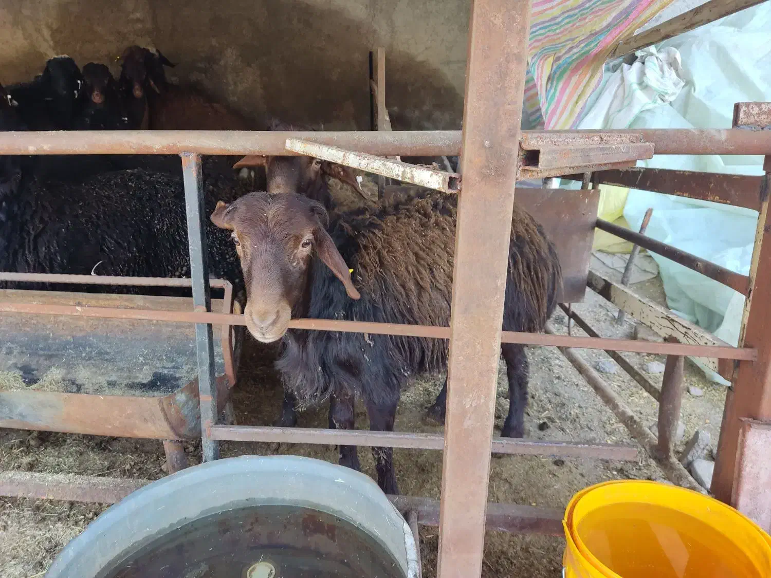 بره  نر|حیوانات مزرعه|هشتگرد, هیو|دیوار