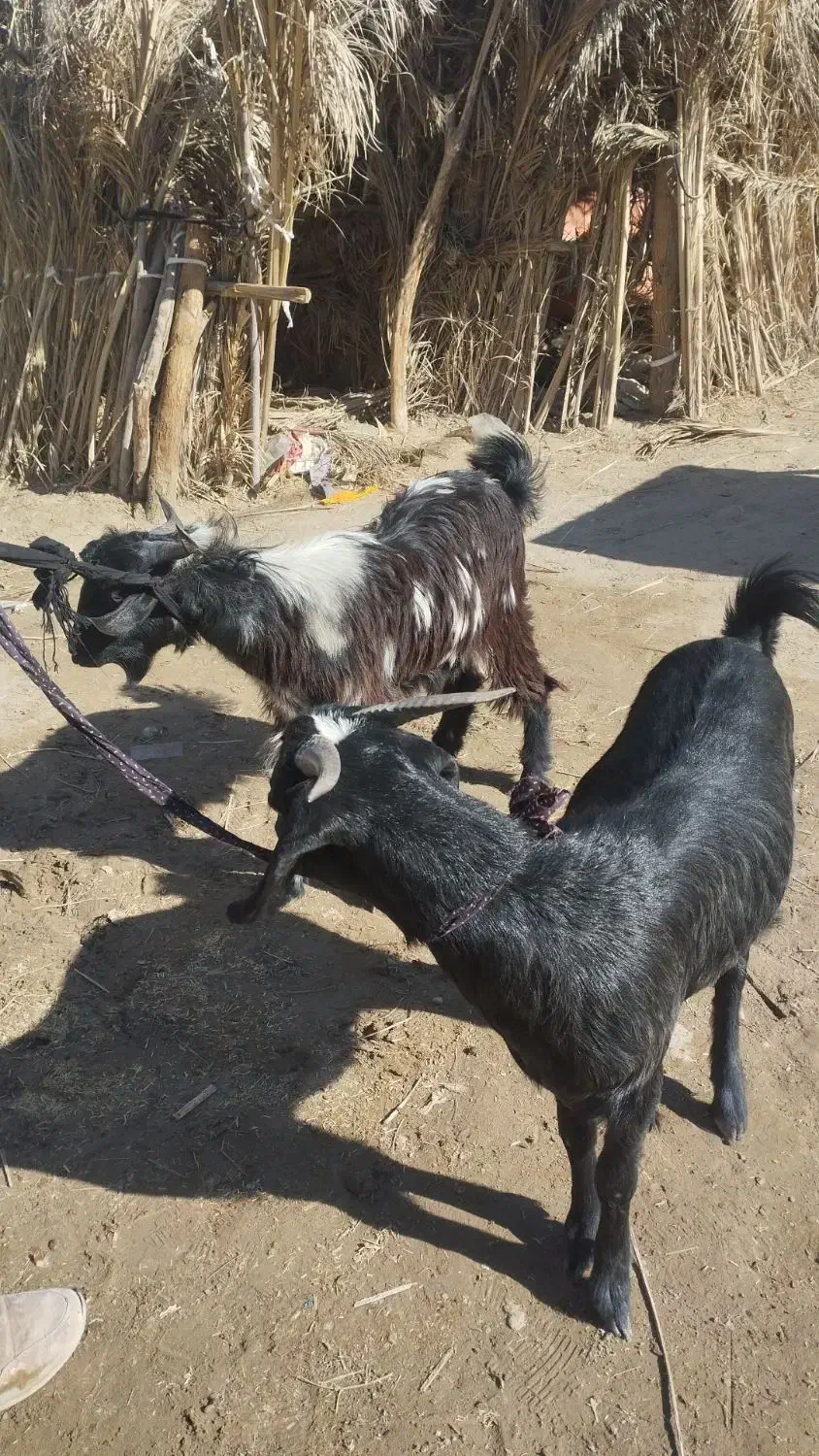 فروش فوری قیمت مناسب|حیوانات مزرعه|ریگ ملک, |دیوار