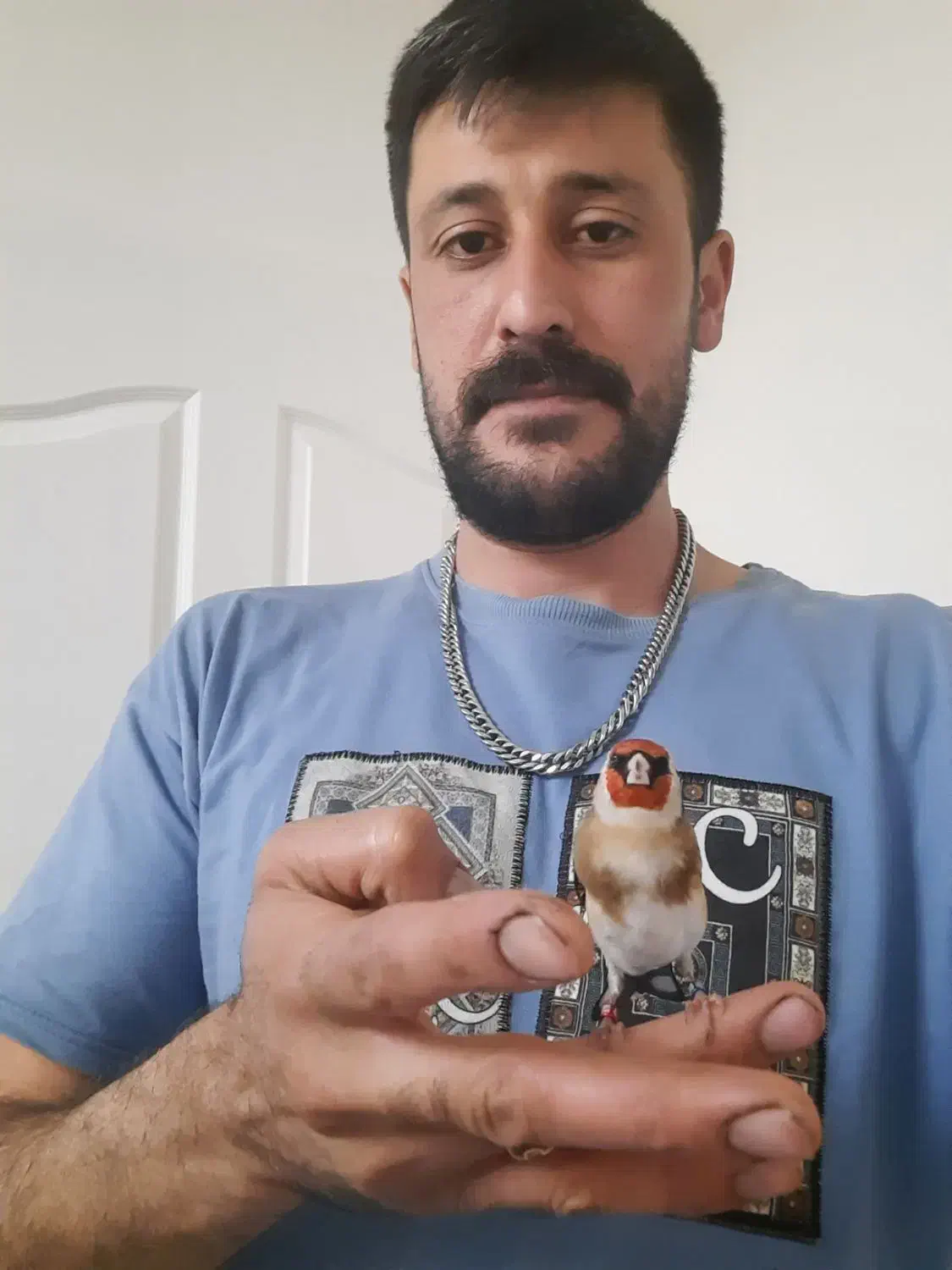 سهره متولد قفس|پرنده|فردیس, سرحد آباد|دیوار