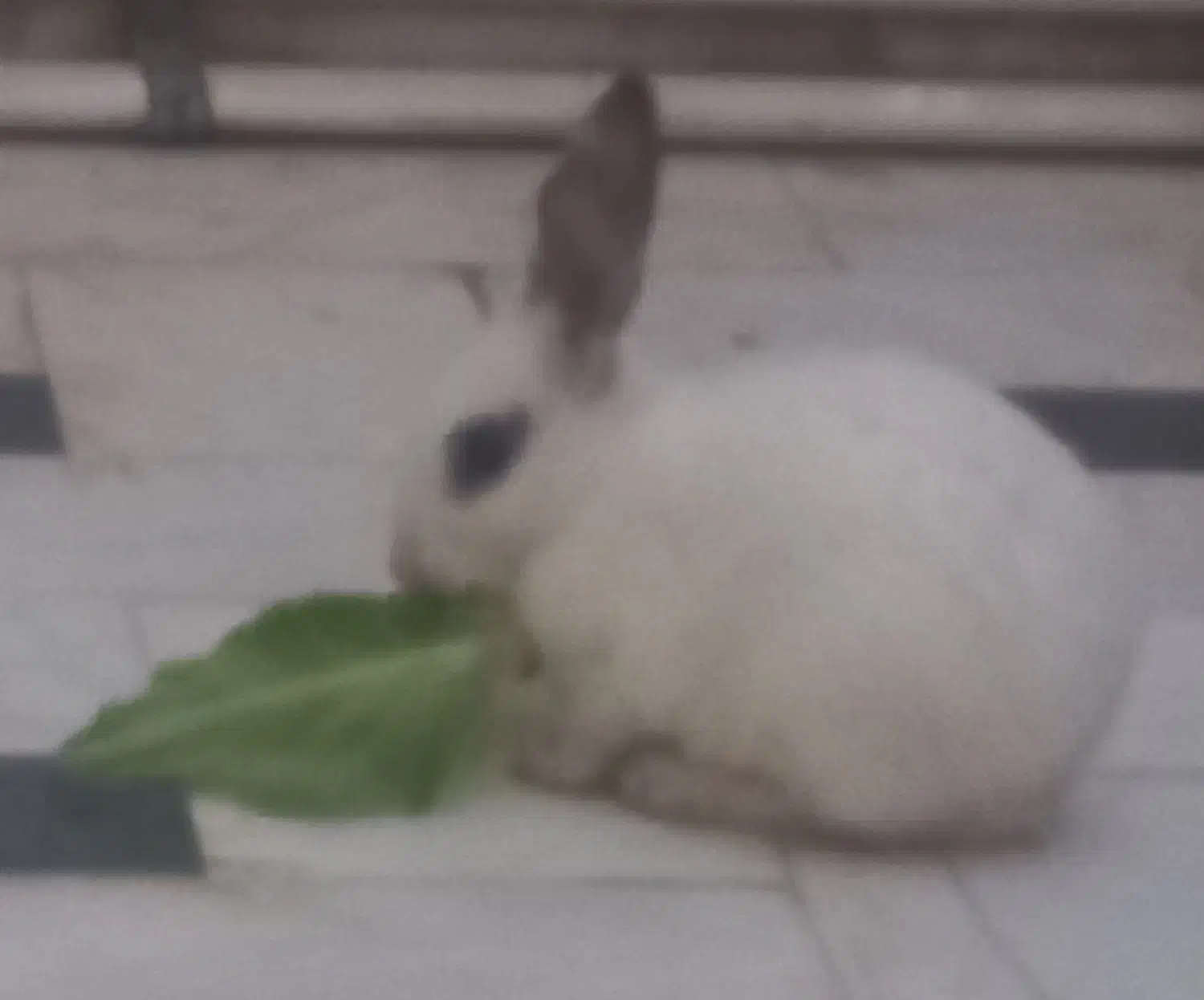 خرگوش|موش و خرگوش|قم, گلزار|دیوار