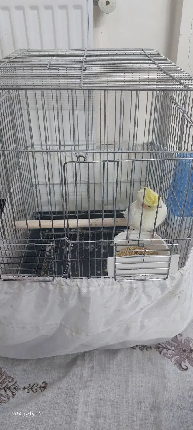 عروس هلندی لوتینو نر|پرنده|تهران, زرکش|دیوار