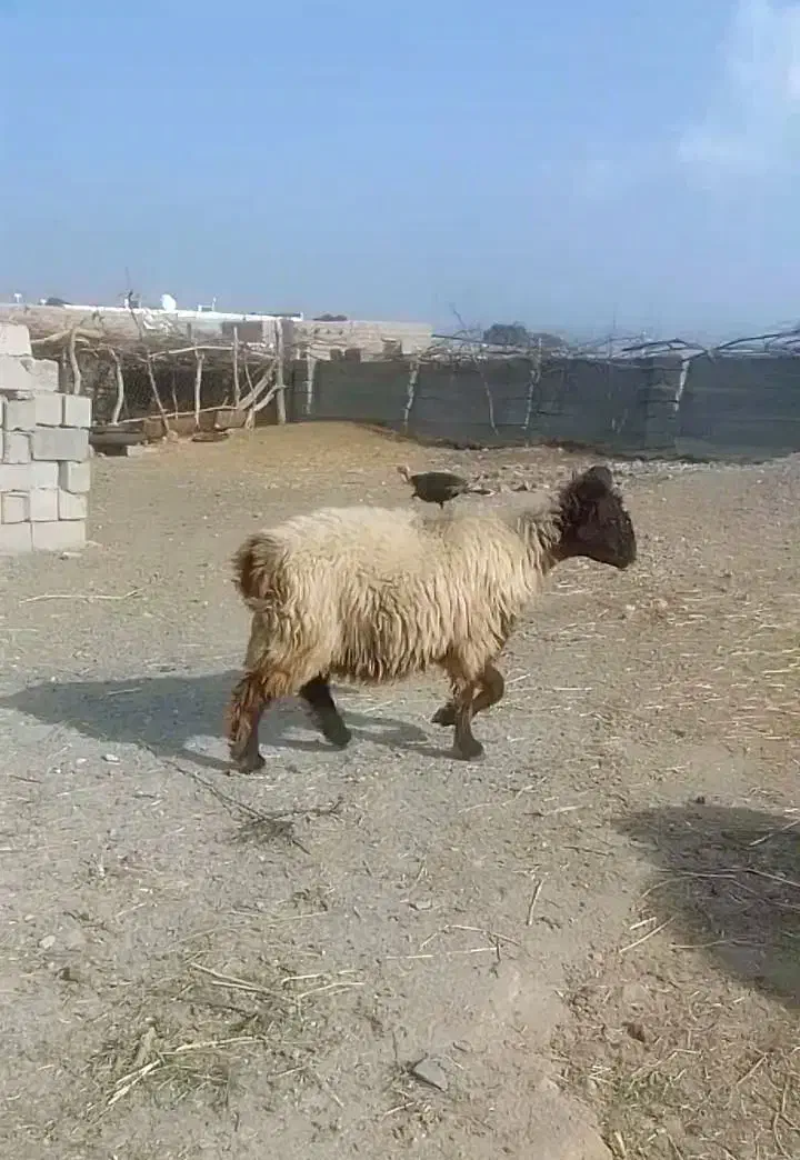 کاور بختیاری اصل|حیوانات مزرعه|بافت, |دیوار
