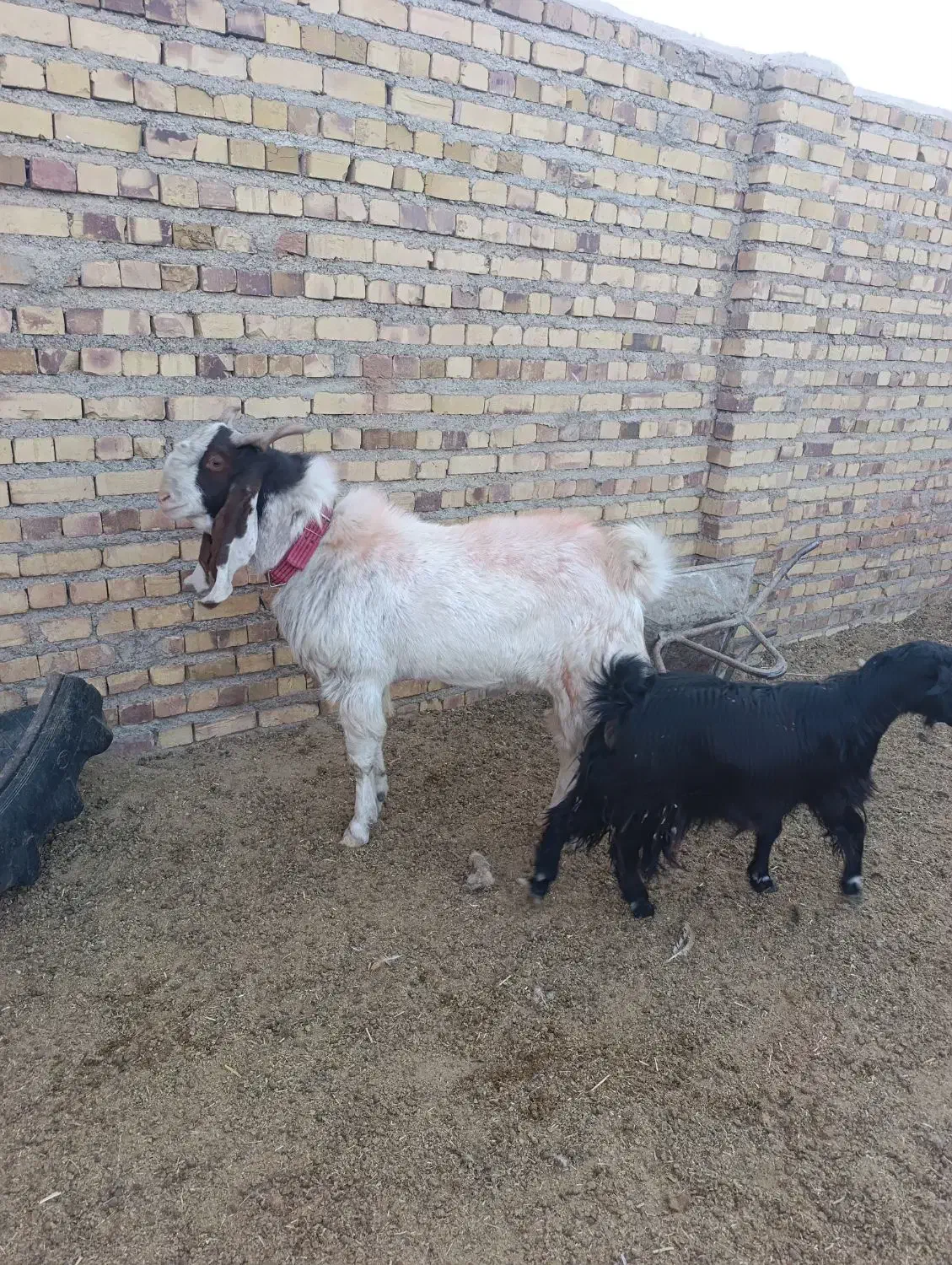 نربز بزغاله آمریکایی اصل|حیوانات مزرعه|تایباد, |دیوار