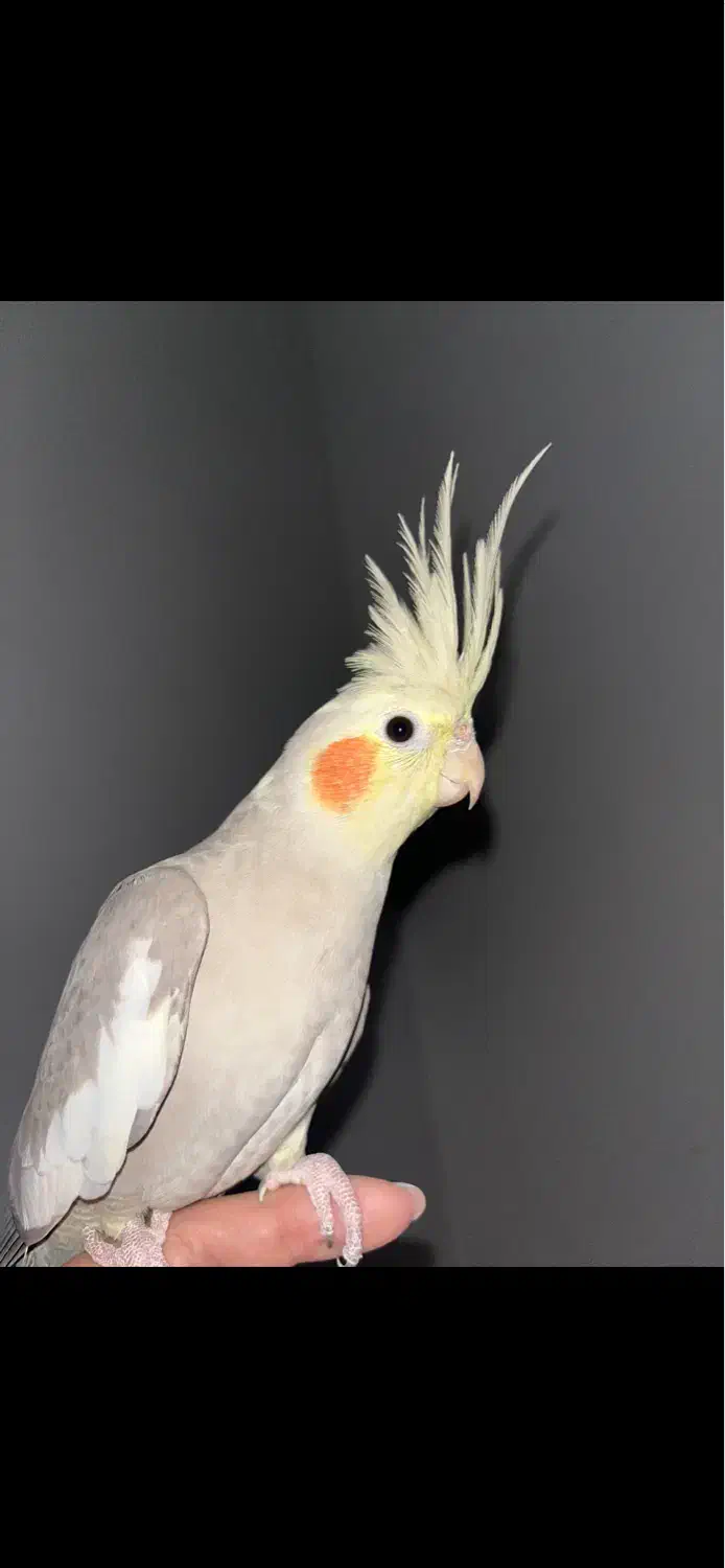 عروس هلندی ماده|پرنده|هشتگرد, هیو|دیوار