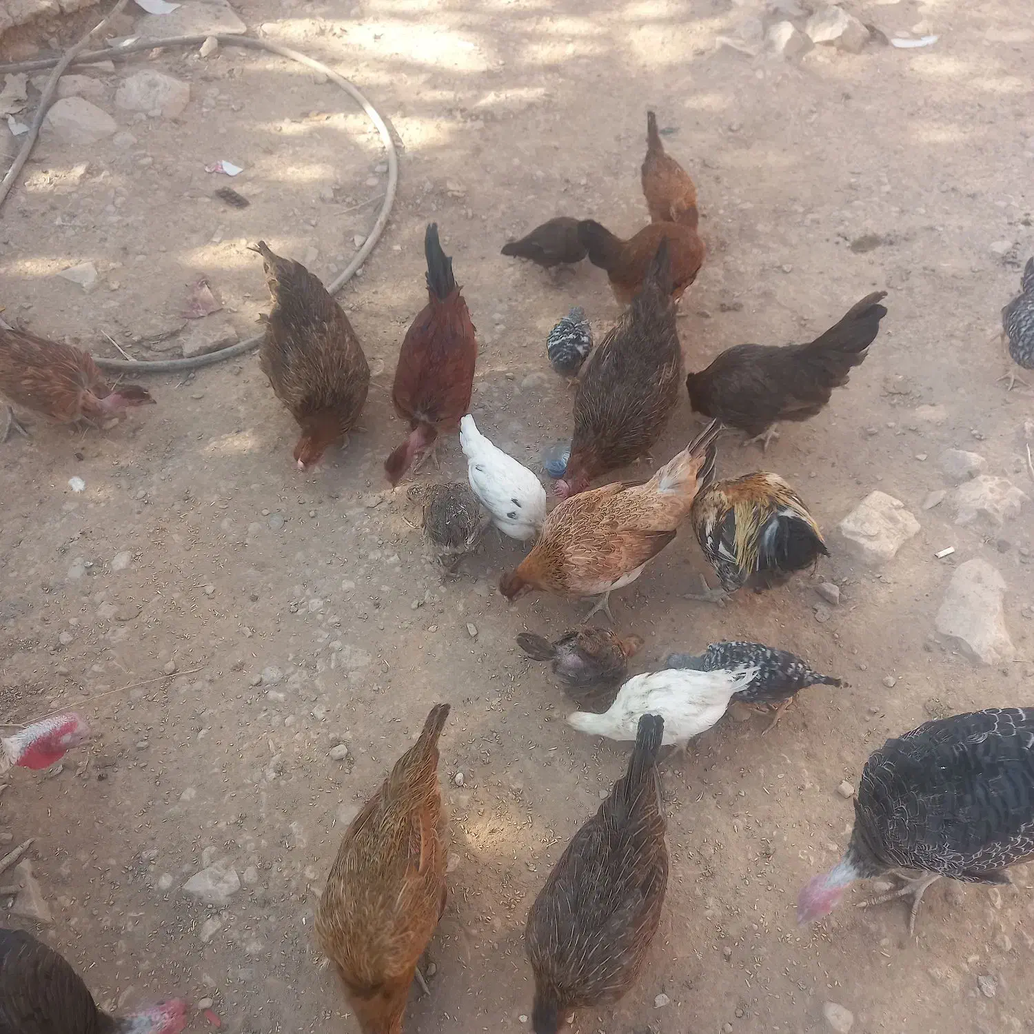 مرغ خروس جوجه ب|حیوانات مزرعه|کوهدشت, |دیوار