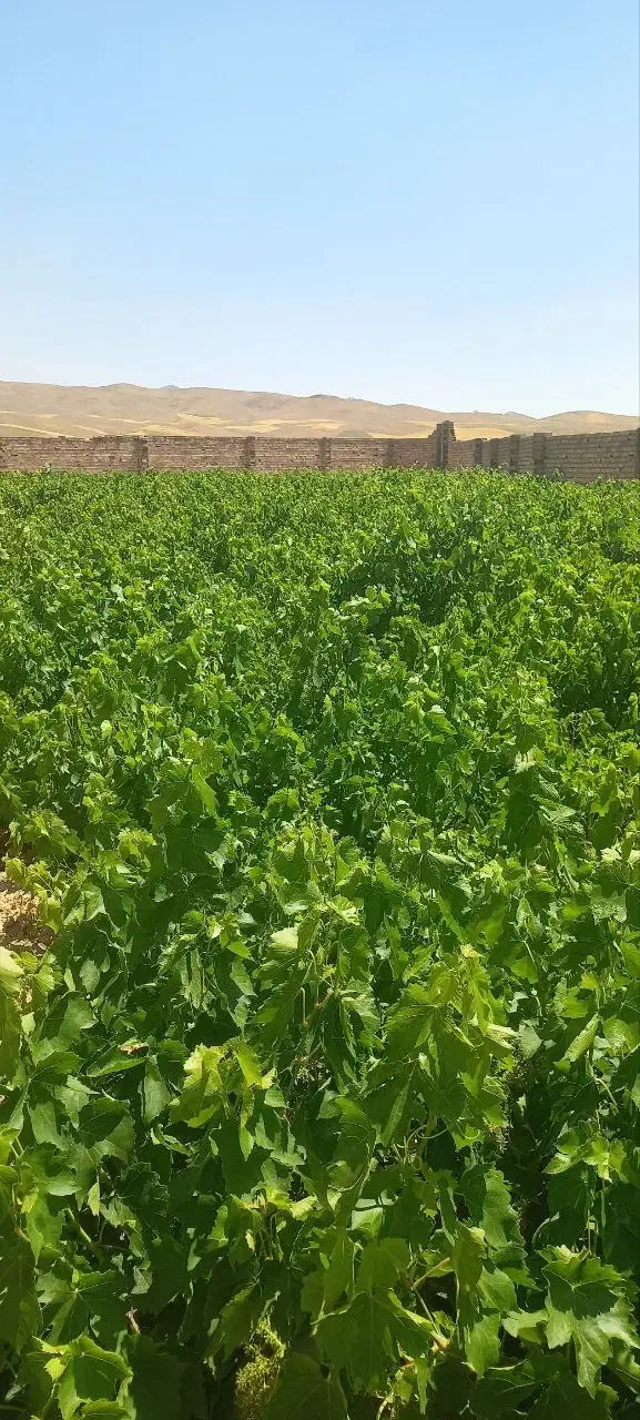 منزل مسکونی-باغ دارای چاه آب وگاوداری سند دار|فروش زمین و ملک کلنگی|باوله, |دیوار