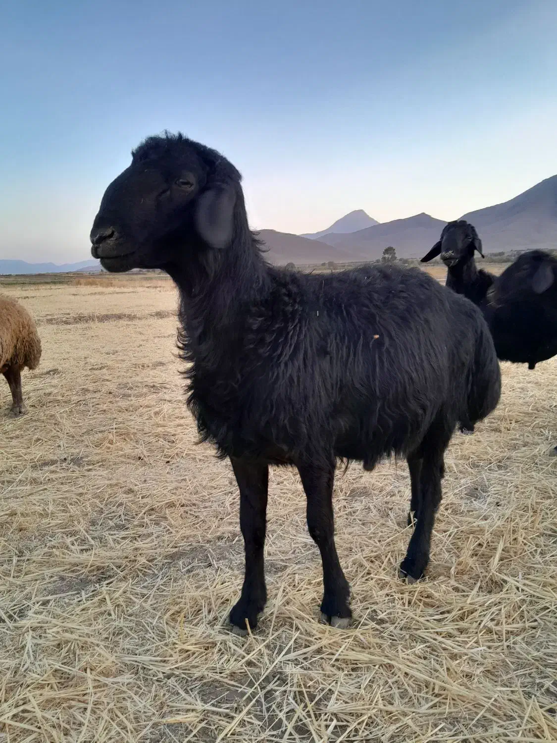 برهقوچقرقزلفروشی|حیوانات مزرعه|قره چای, |دیوار