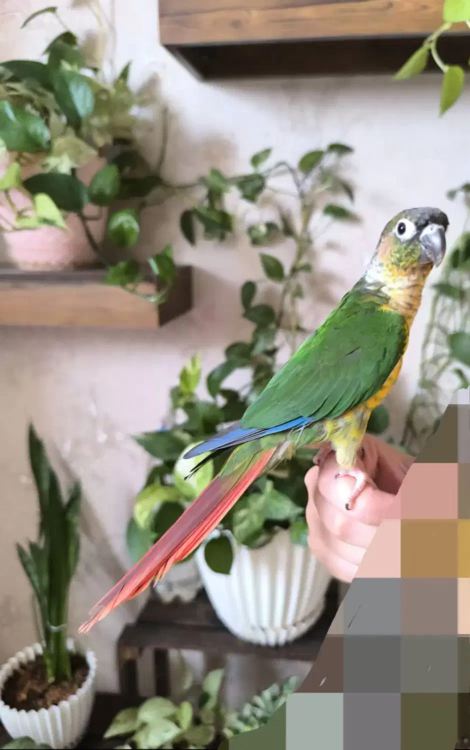 گرینچیک نر سخنگو|پرنده|شیراز, دشت چنار|دیوار