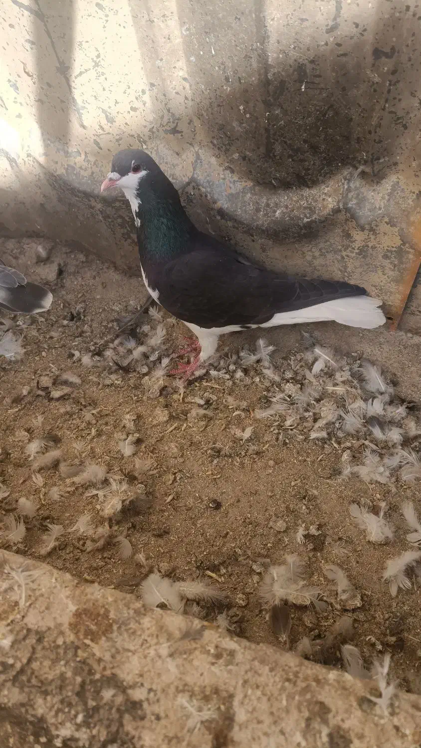 صید|پرنده|مشهد, مقصود آباد|دیوار