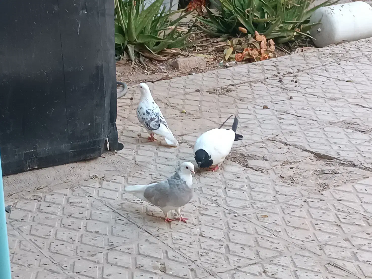 کبوتر پرشی و تزئینی|پرنده|گرمسار, |دیوار