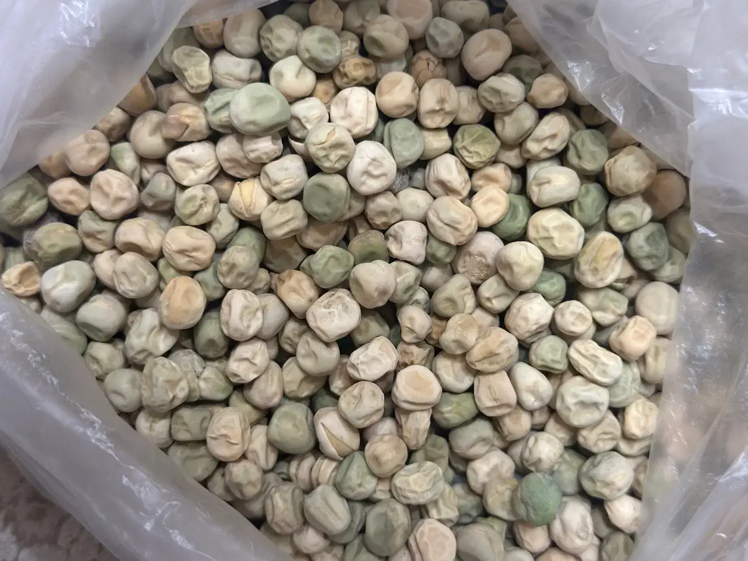 بذر نخود فرنگی وولف|خدمات باغبانی و درختکاری|گرگان, |دیوار