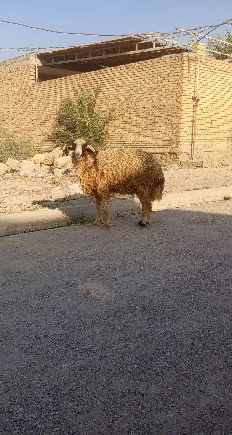 گاو گوساله گوسفند بز بره گاومیش قوچ|حیوانات مزرعه|اهواز, گلستان|دیوار
