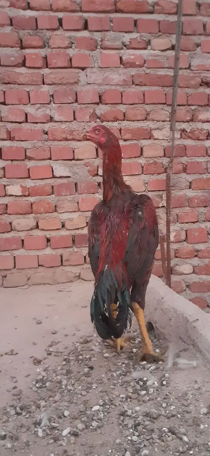 خروس لاری پنج ماهه|حیوانات مزرعه|عجب شیر, |دیوار