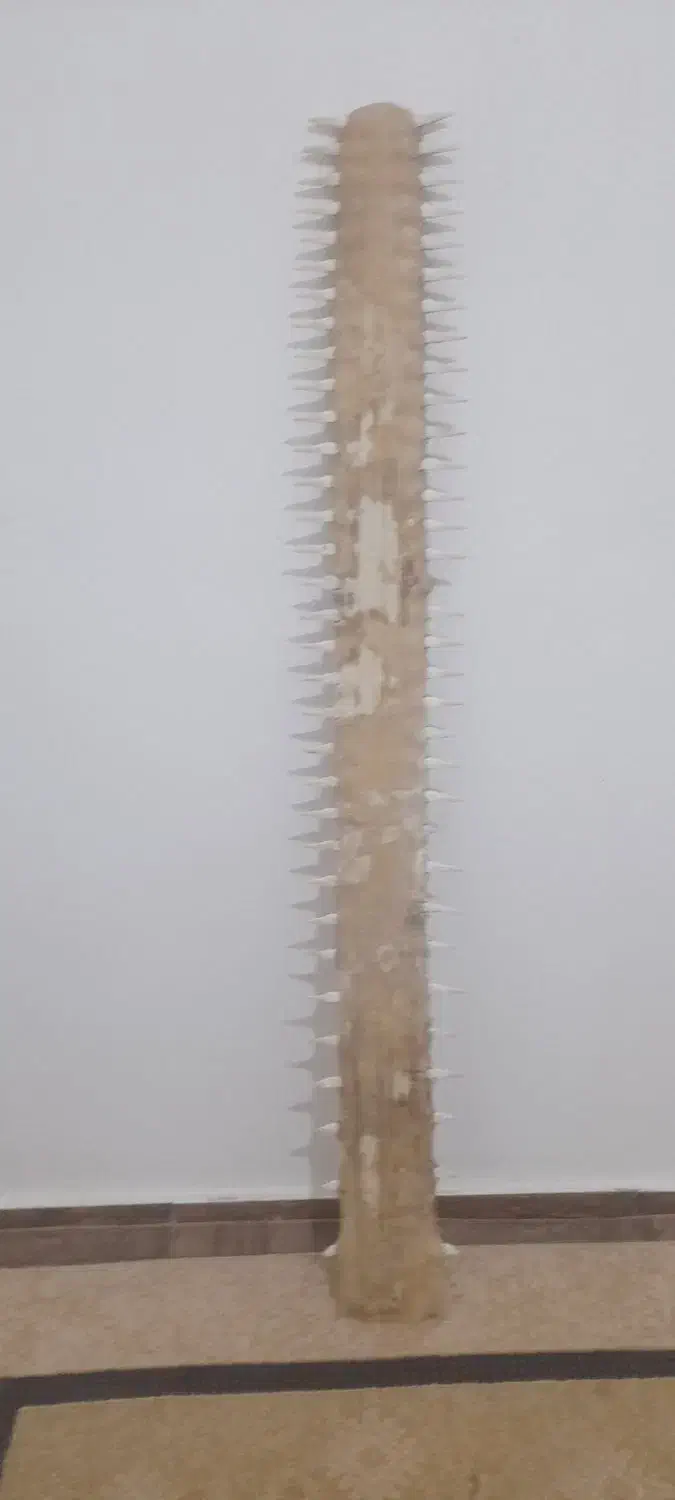 اره ماهی|کلکسیون اشیاء عتیقه|قشم, |دیوار