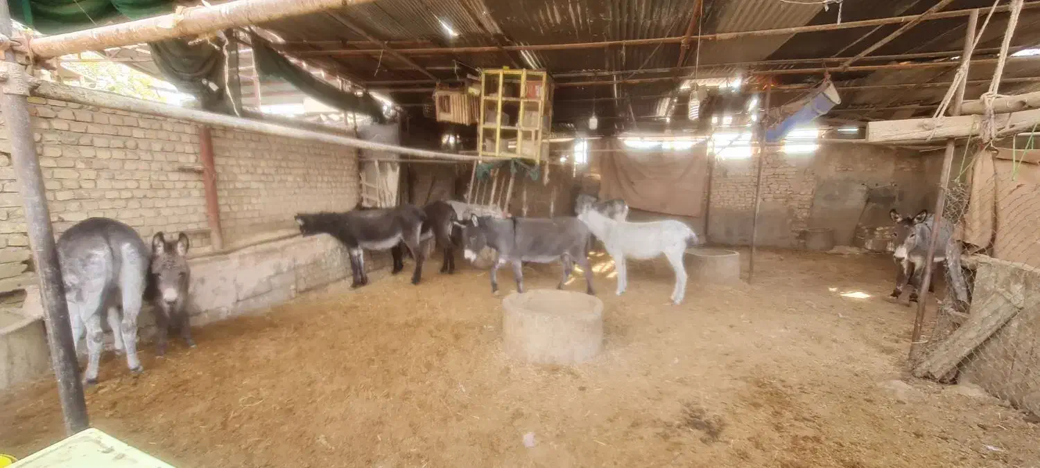 خر یا الاغ کله ی|حیوانات مزرعه|خمینی‌شهر, |دیوار