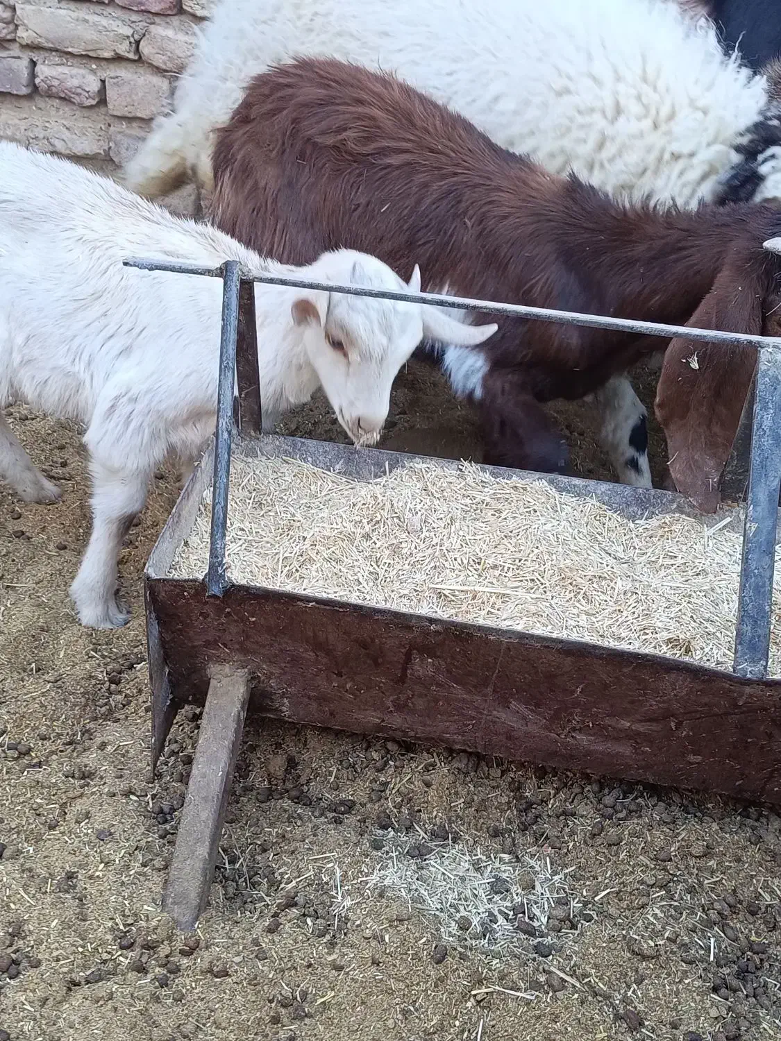 کره نر و ماده|حیوانات مزرعه|کرمان, |دیوار