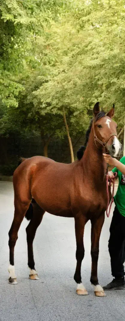 اسب دره شور|اسب و تجهیزات اسب‌سواری|جم, |دیوار